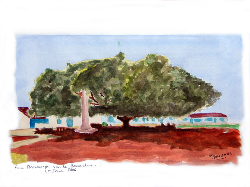 Ficus-Barachois